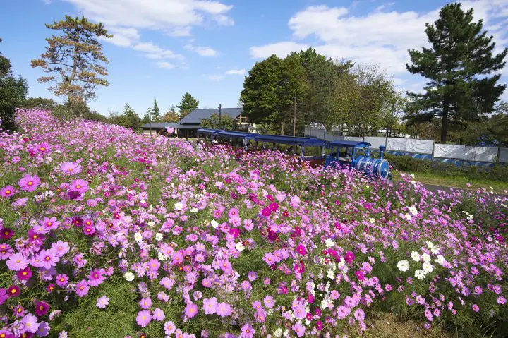 More than maple - The Best Nature Spots to See in Early Autumn around Tokyo and Osaka
