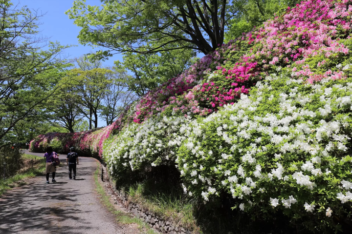 生駒山なるかわ園地をハイキング中に見つけた、つつじの花の海