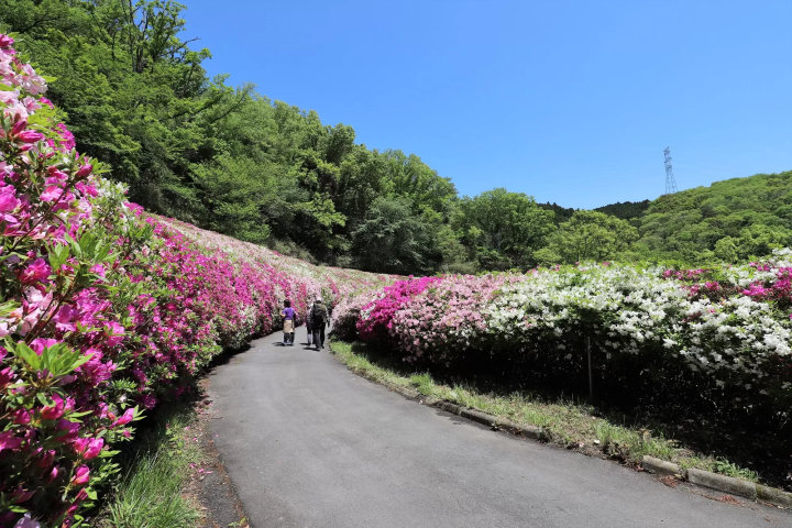 生駒山なるかわ園地をハイキング中に見つけた、つつじの花の海