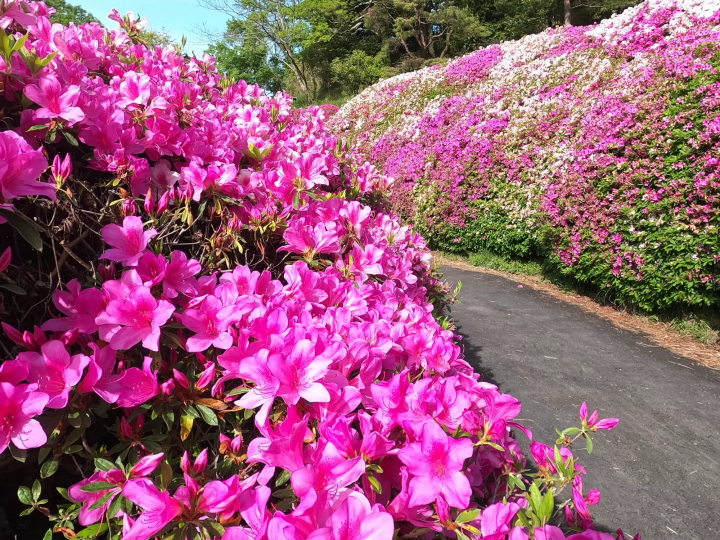 生駒山なるかわ園地をハイキング中に見つけた、つつじの花の海