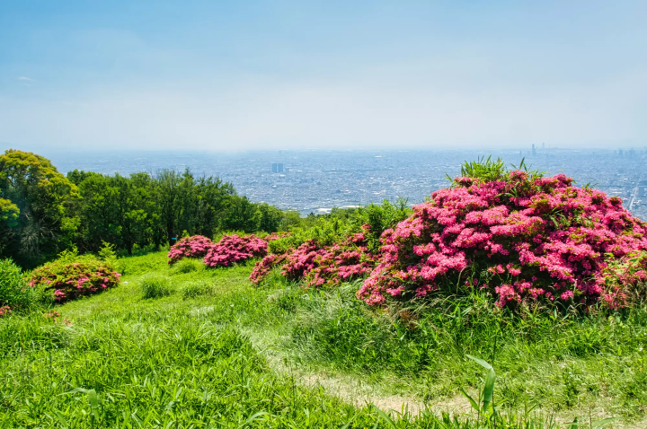 生駒山なるかわ園地をハイキング中に見つけた、つつじの花の海