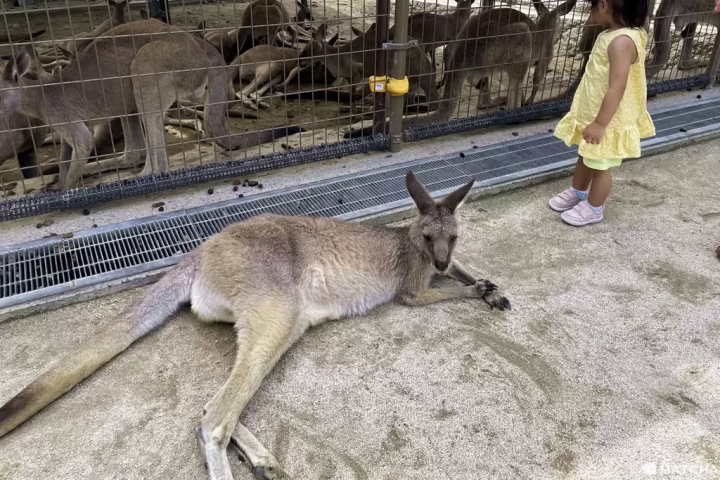【北九州】朝聖世界最長的盪鞦韆，還能摸袋鼠看水豚——響灘綠地Green Park