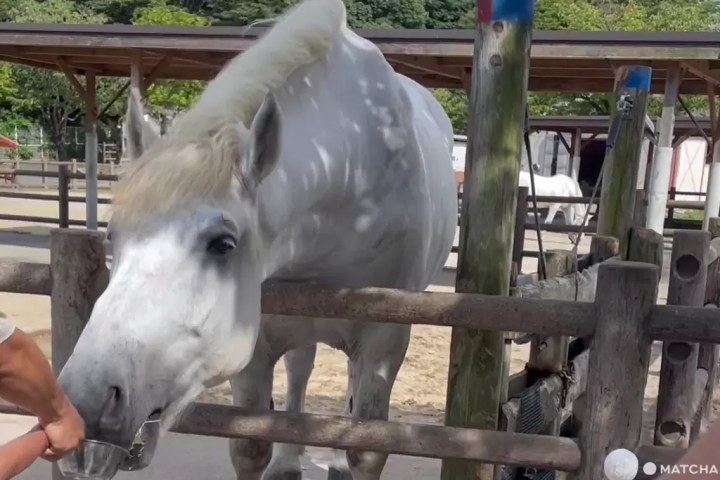 【北九州】朝聖世界最長的盪鞦韆，還能摸袋鼠看水豚——響灘綠地Green Park