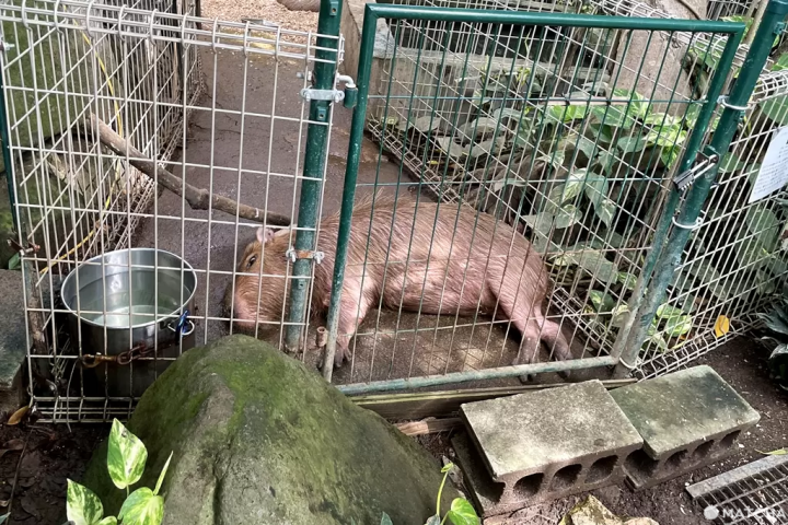 【北九州】朝聖世界最長的盪鞦韆，還能摸袋鼠看水豚——響灘綠地Green Park