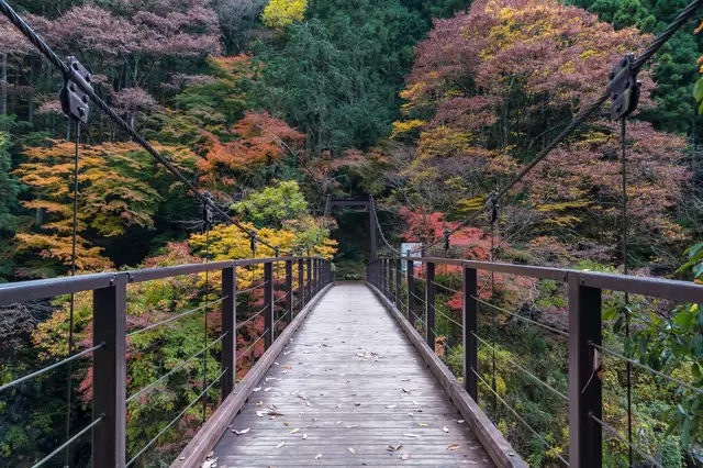 Top 5 Spectacular Places to See Autumn Leaves near Tokyo