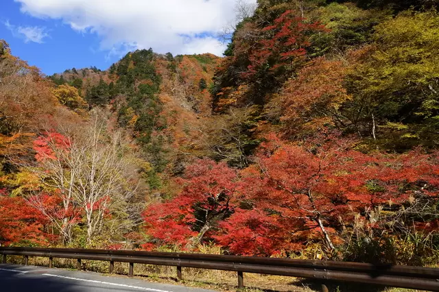 Top 5 Spectacular Places to See Autumn Leaves near Tokyo