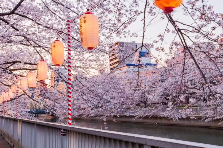 東京 櫻花 私房景點