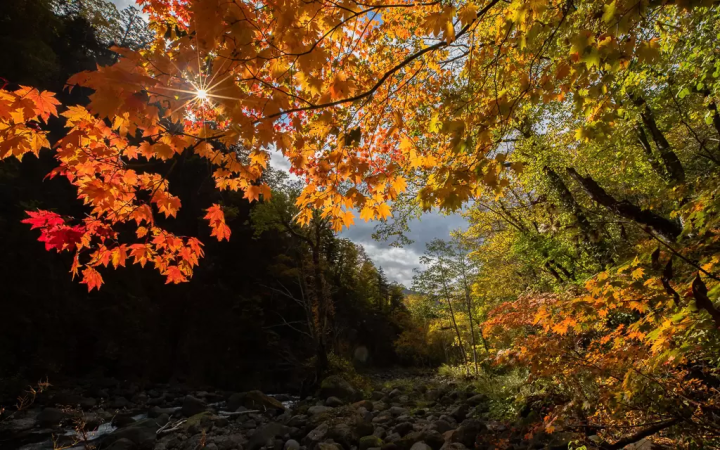 北海道 賞楓景點
