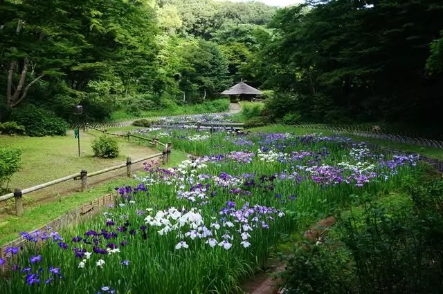 原來東京也有這種地方！在東京尋找大自然的療癒綠洲景點4選