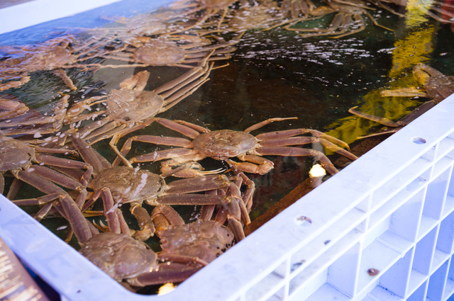 【北海道】新鲜的大虾大螃蟹去哪儿吃？就去「札幌场外市场」