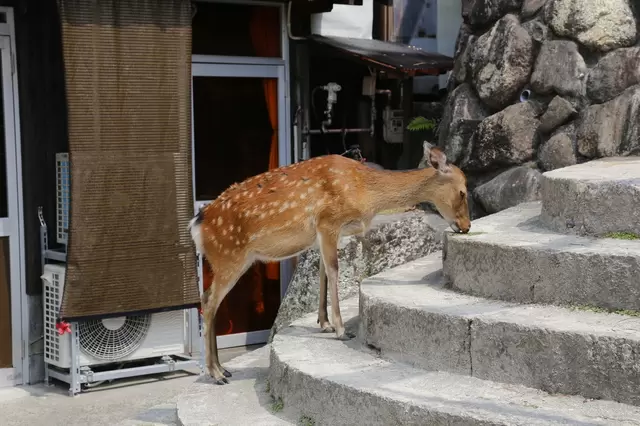 広島で行くべき観光スポット21選とオススメのご当地グルメ6選