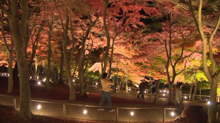 Enjoy a Mesmerizing Fall of Light and Color at Niji No Sato! Featuring Fireworks, Stunning Illuminations, and More! 
