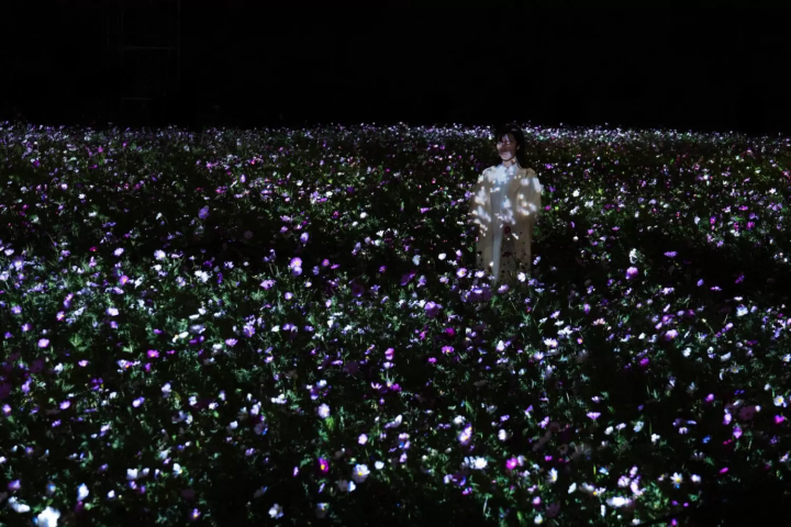 See Shining Cosmos Flowers at teamLab Botanical Garden Osaka