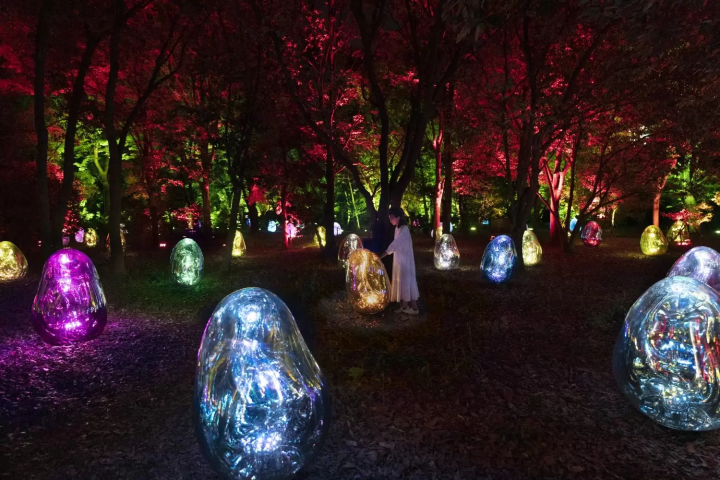 See Shining Cosmos Flowers at teamLab Botanical Garden Osaka