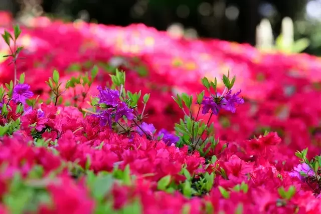 Kanagawa Travel Guide: Enjoy The Best Of Hakone, Kamakura, Yokohama