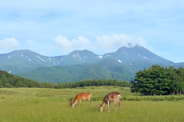 Hokkaido Travel Guide: Points of Interest, Weather, Events, and More!