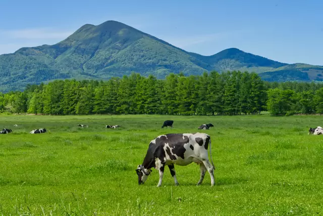 北海道完全手冊！42處觀光景點、飯店住宿、美食伴手禮、天氣，應有盡有