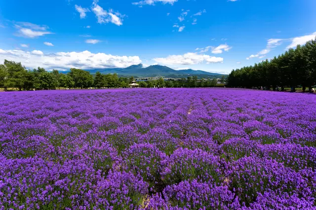北海道完全手冊！42處觀光景點、飯店住宿、美食伴手禮、天氣，應有盡有
