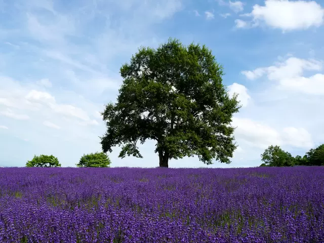 Hokkaido Travel Guide: Points of Interest, Weather, Events, and More!