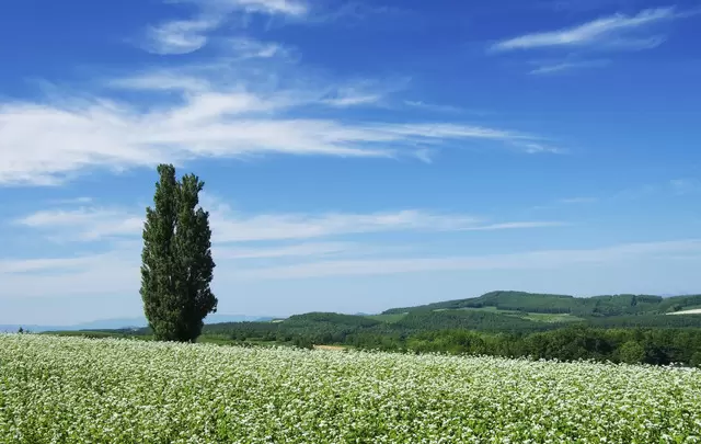 Hokkaido Travel Guide: Points of Interest, Weather, Events, and More!