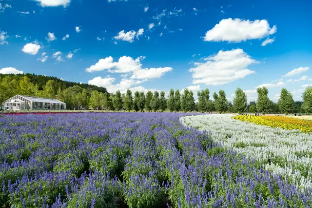 Hokkaido Travel Guide: Points of Interest, Weather, Events, and More!