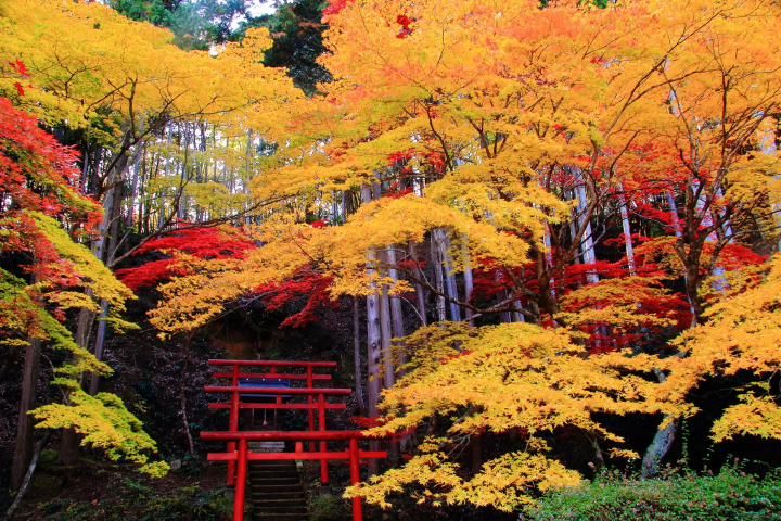 關西賞楓泡湯！神戶有馬溫泉及關西紅葉情報整理