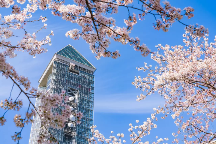 Nagoya's Cherry Blossoms: 10 Scenic Spring Destinations in Aichi