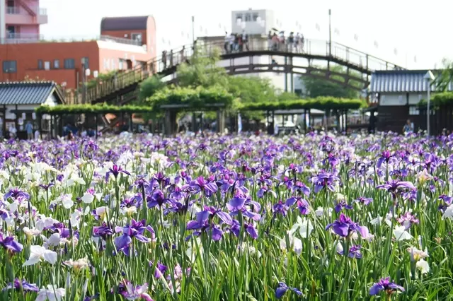 【2023】最完整的茨城觀光oo選！交通、景點、美食通通有