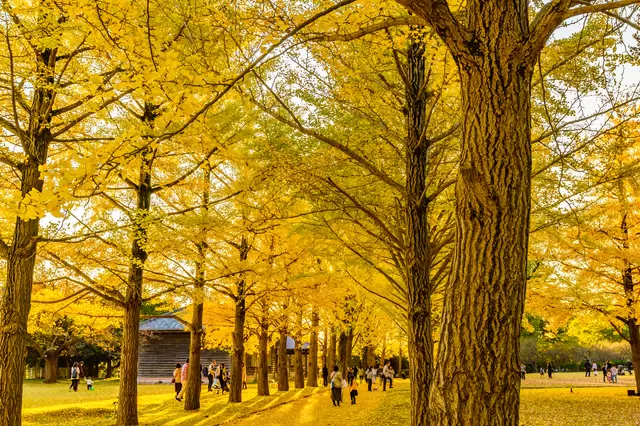 【2023】最完整的茨城觀光oo選！交通、景點、美食通通有