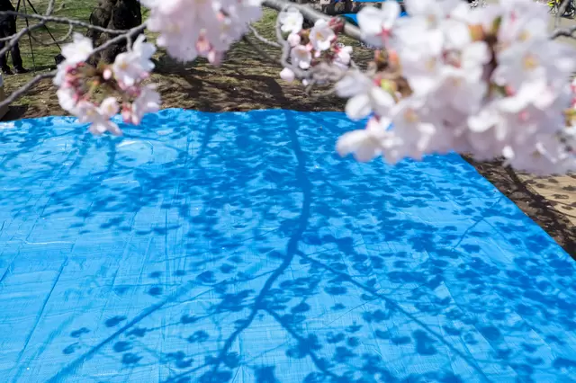 今さら聞けない、「お花見」の基本と豆知識