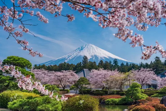 今さら聞けない、「お花見」の基本と豆知識