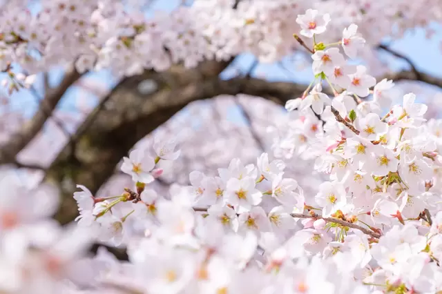 今さら聞けない、「お花見」の基本と豆知識