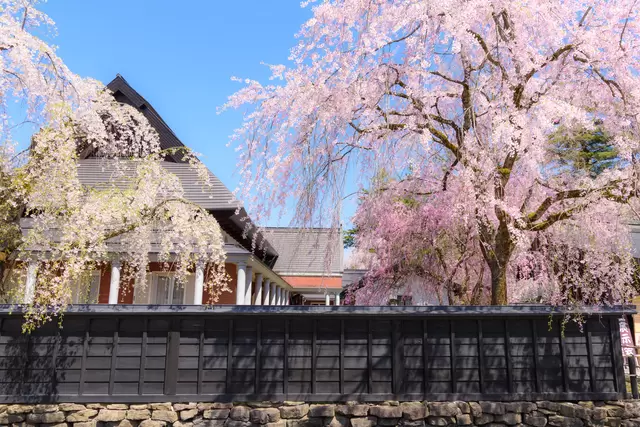 今さら聞けない、「お花見」の基本と豆知識