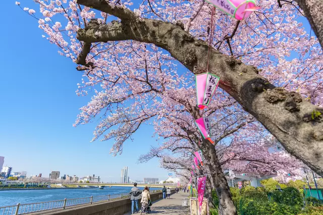 浅草観光のあとに桜を見るには？隅田川沿いのお花見スポット3選