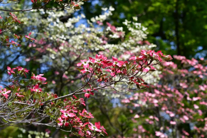2 Days of Springtime Fun in Osaka