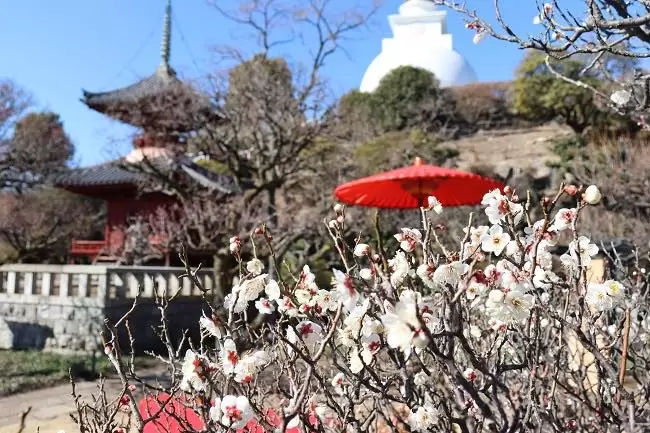 HANA BIYORI Plum Blossom Festival 2023: Welcome Spring at Yomiuriland’s Flower Park!