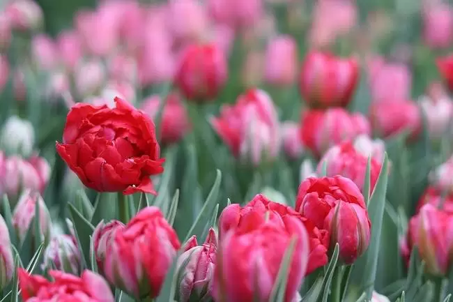 HANA BIYORI Plum Blossom Festival 2023: Welcome Spring at Yomiuriland’s Flower Park!