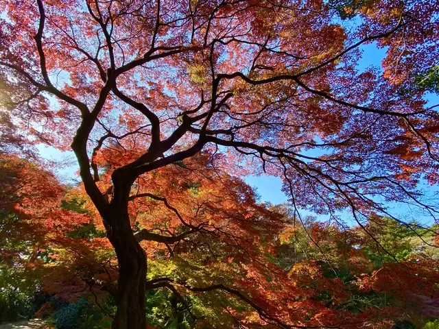 6 Hal yang Wajib Anda Lakukan Saat Berkunjung ke Shinjuku