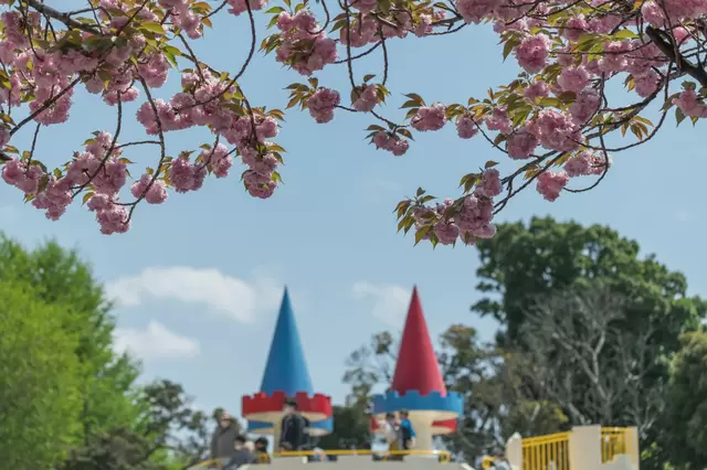 東京のお花見スポット19選&桜の見ごろ情報(2023年版)