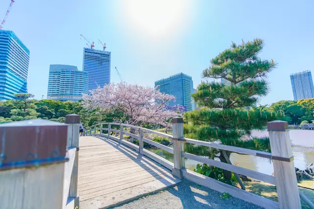 東京のお花見スポット19選&桜の見ごろ情報(2023年版)