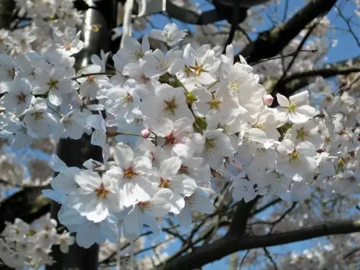 7 Top Cherry Blossom Spots In Hokkaido To Visit In 2023