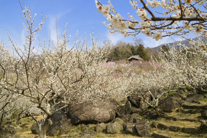 筑波山梅花祭典 茨城春天景點