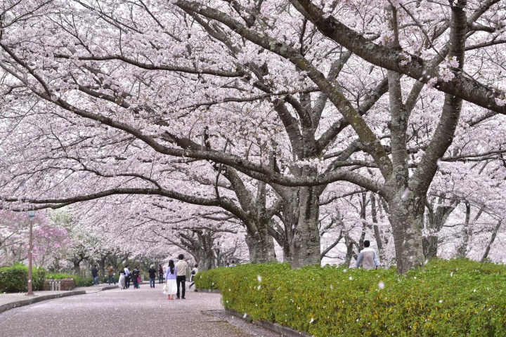 Some Secluded Sakura Spots in Kyoto - A 2 Day Sightseeing Itinerary