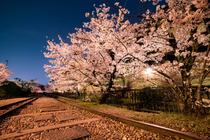 Some Secluded Sakura Spots in Kyoto - A 2 Day Sightseeing Itinerary