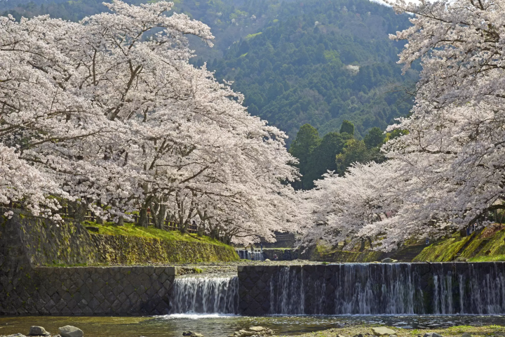 Some Secluded Sakura Spots in Kyoto - A 2 Day Sightseeing Itinerary