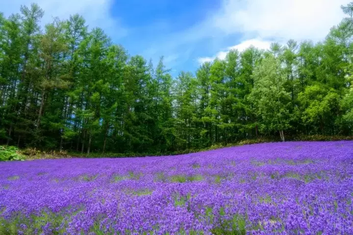 Enjoy Hokkaido's Lavender Fields in Furano! 5 Insider Tips