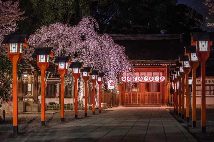 5 Ways to Get the Most out of Cherry Blossom Season in Japan