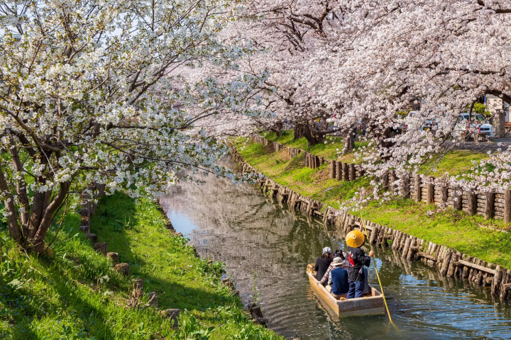 5 Ways to Get the Most out of Cherry Blossom Season in Japan