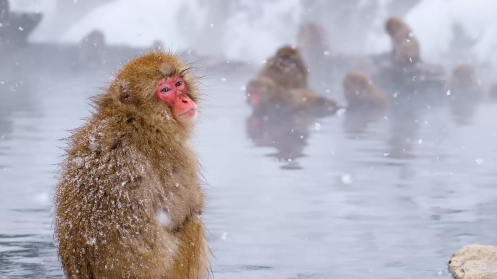 地獄谷野猿公苑