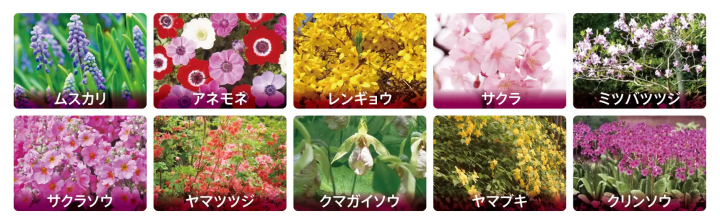 富士山 2023富士芝櫻祭賞花